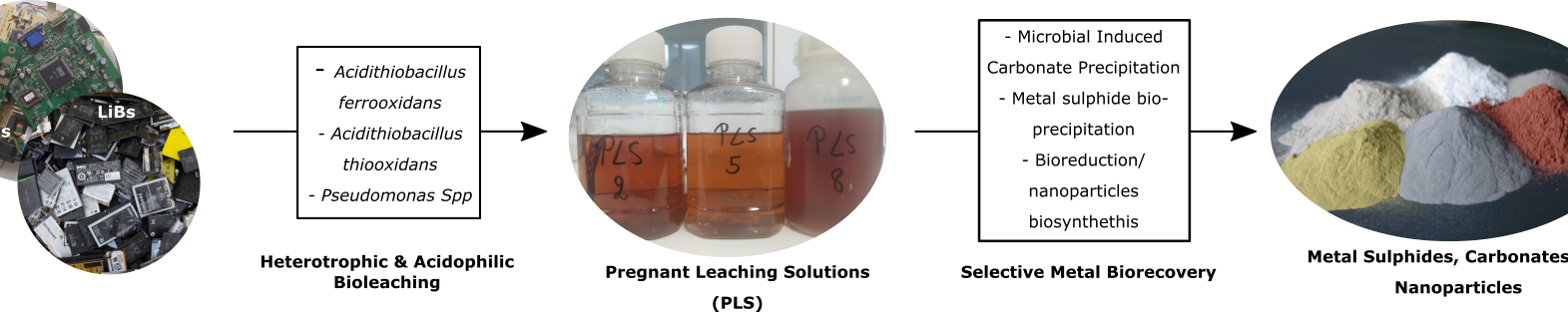 Développement de techniques de biominéralisation pour la récupération sélective des métaux critiques provenant de la biolixiviation de produits en fin de vie