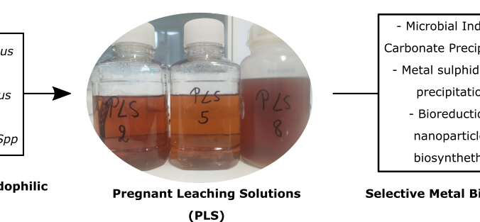 Development of biomineralization approaches for the selective metal recovery from end-of-life products