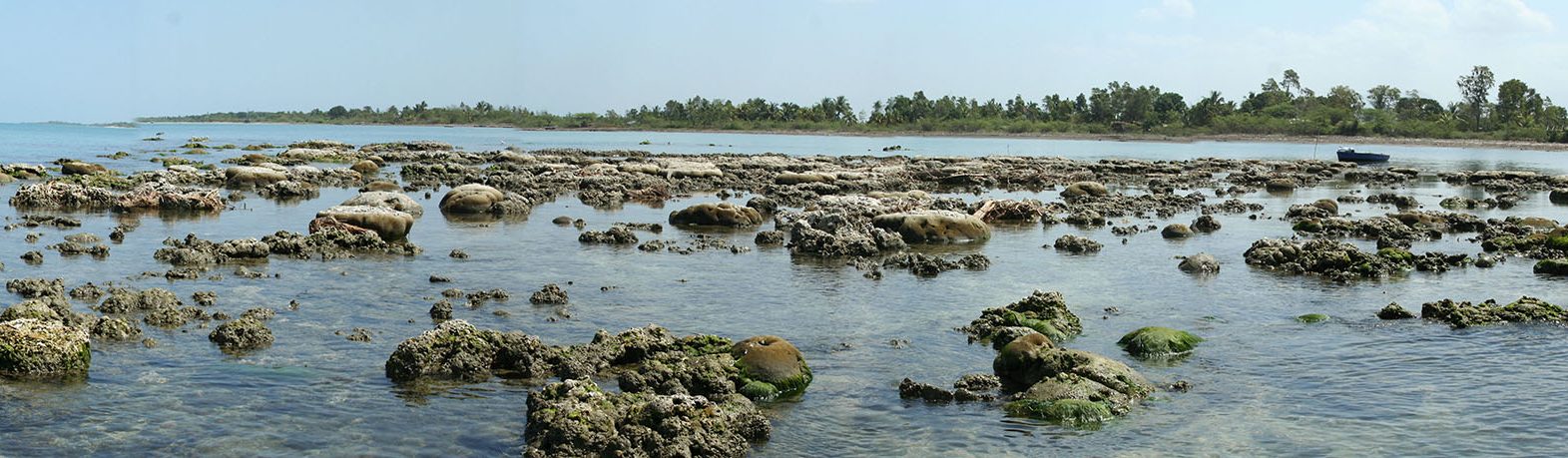 Mieux comprendre le climat et le fonctionnement des grandes failles de subduction grâce aux coraux