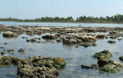 A better understanding of climate and the workings of major subduction faults thanks to corals