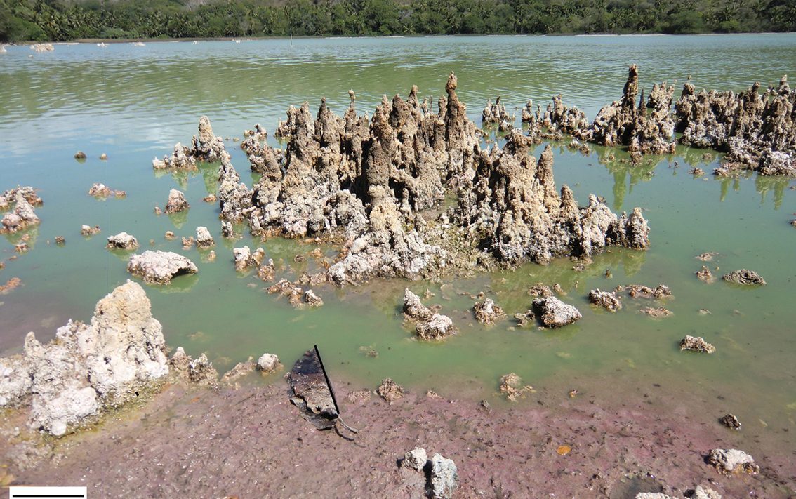 Rôle prépondérant des bactéries pourpres dans la formation des stromatolites du lac Dziani Dzaha, Mayotte