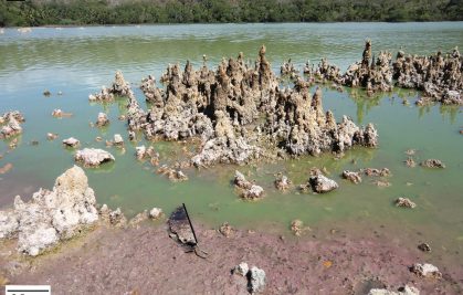 Rôle prépondérant des bactéries pourpres dans la formation des stromatolites du lac Dziani Dzaha, Mayotte