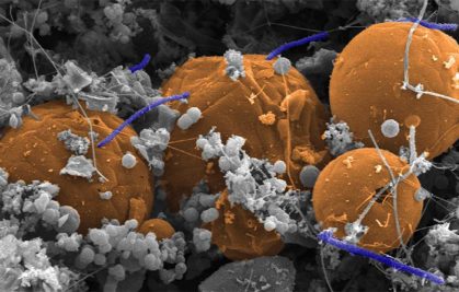 Almost three quarters of terrestrial microbes hide in deep rock