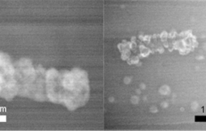 First in situ observations of metal biomineralization mechanisms at the bacterial cell level