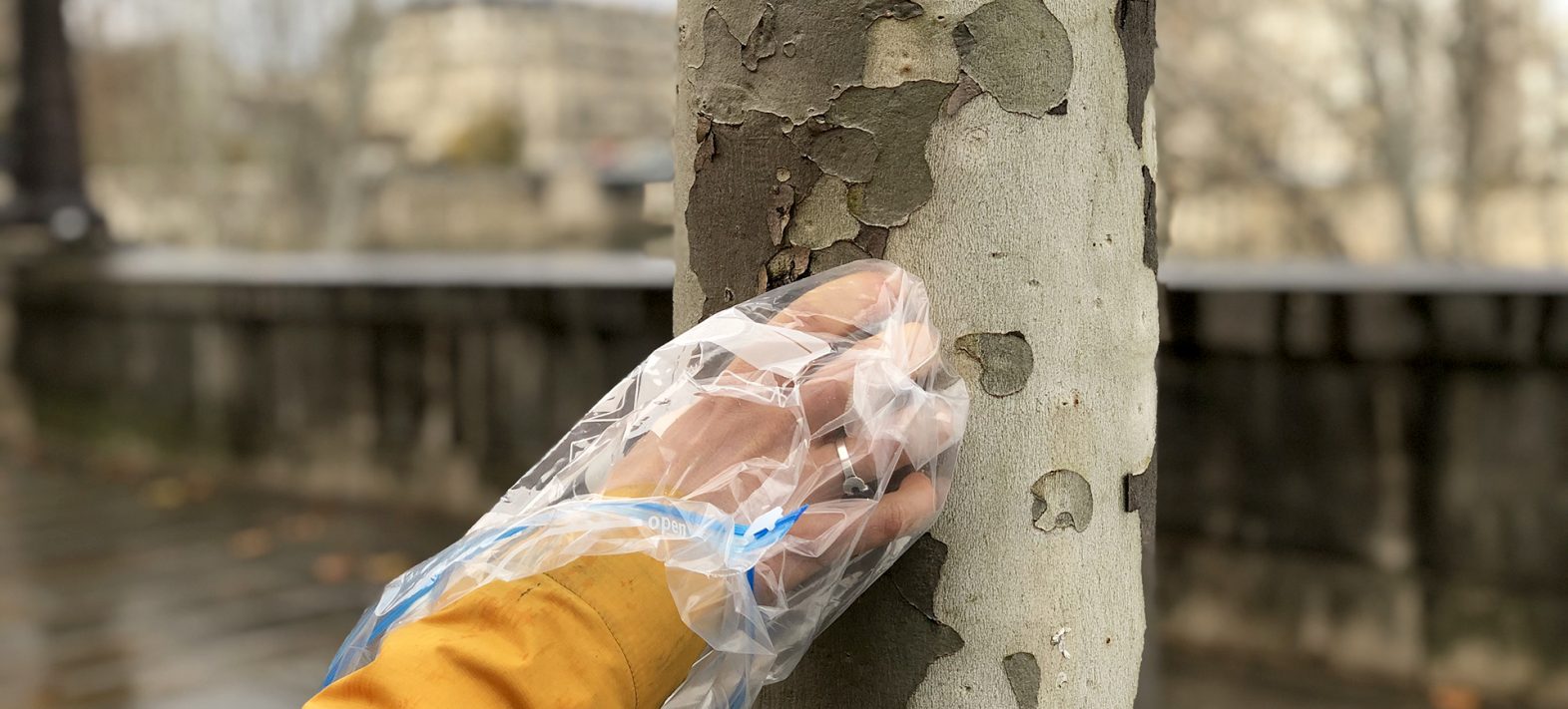 Mesurer la pollution de l’air dans l’écorce des platanes !