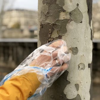 Mesurer la pollution de l'air dans l'écorce des platanes !