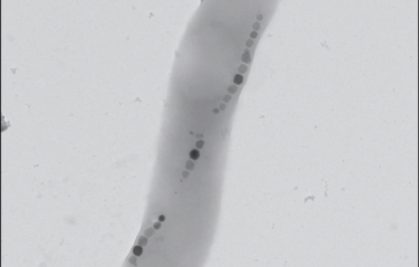 A unique iron isotope anomaly to identify fossil magnetotactic bacteria