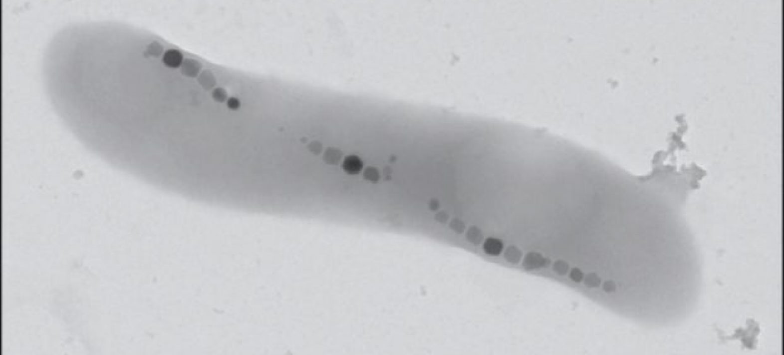 A unique iron isotope anomaly to identify fossil magnetotactic bacteria