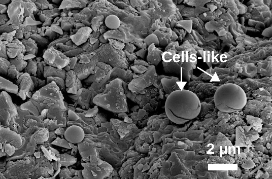 Influence of the alteration of (ultra)mafic rocks on the diversity and adaptation of associated microbial communities