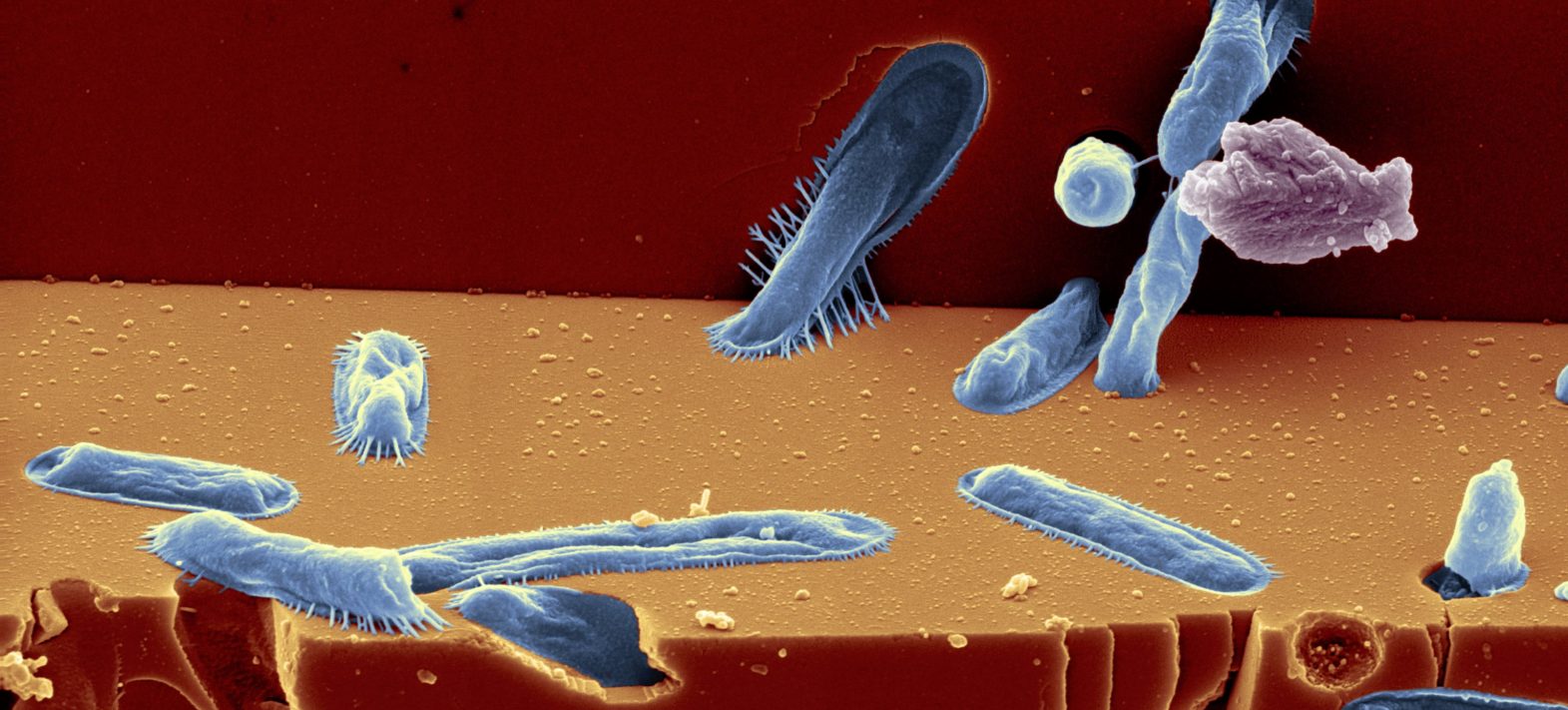 Analyses thermiques de (bio)carbonates pour la recherche de traces de vie dans les environnements extraterrestres