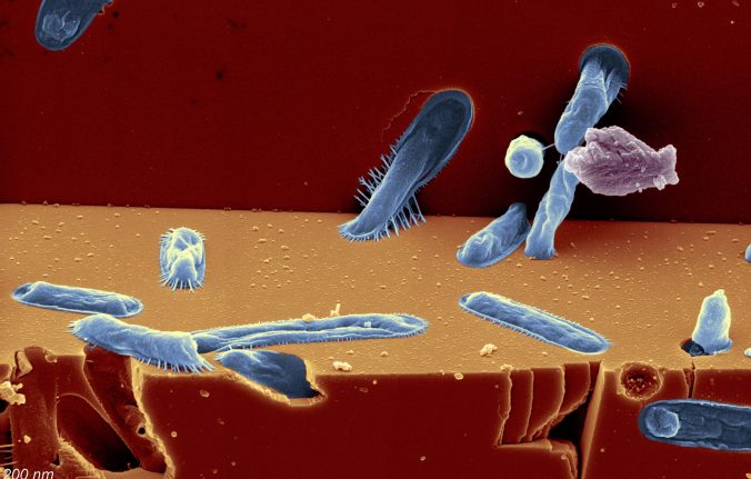 Thermal analysis of (bio)carbonates for the search for traces of life in extraterrestrial environments