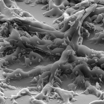 La composition isotopique de l'oxygène dans le système solaire enfin expliquée