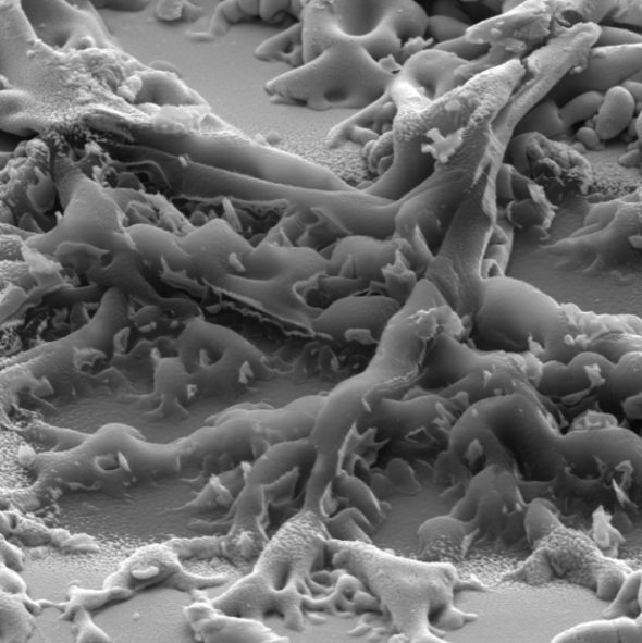 La composition isotopique de l'oxygène dans le système solaire enfin expliquée