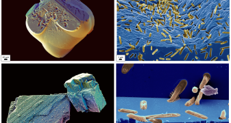 Tracking organics in (bio)carbonates – A step forward in the search for biosignatures