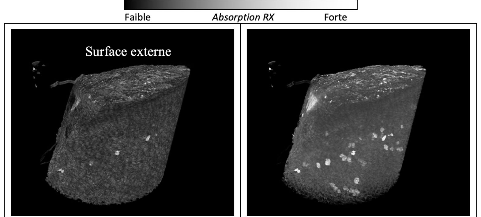 Nanoparticules atmosphériques : une avancée méthodologique pour l’analyse de bioindicateurs urbains