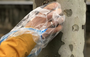 Mesurer l’invisible : ce que l’écorce des arbres nous apprend de la pollution de l’air à Paris