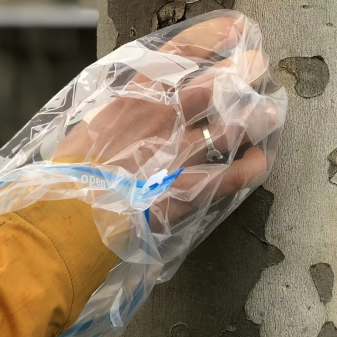 Mesurer l’invisible : ce que l’écorce des arbres nous apprend de la pollution de l’air à Paris