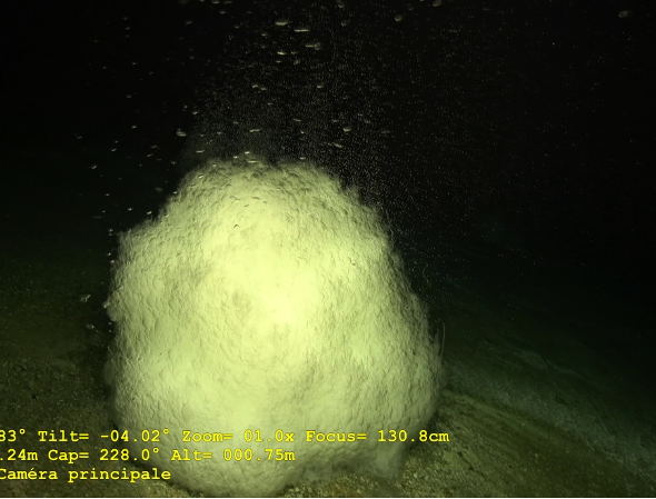 Discovery of CO₂ hydrates off the coast of Mayotte: a unique site for studying carbon storage in the ocean