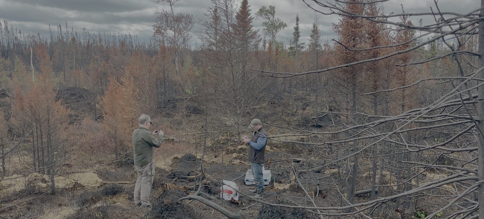 Feux de forêt : les nanoparticules révèlent les conditions de combustion