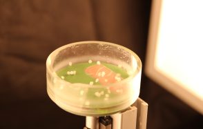 Sand grains realize a Brownian motor conceived forty years ago